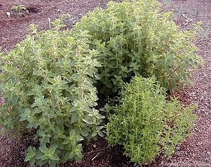 Syrian Oregano and Winter Savory in early spring