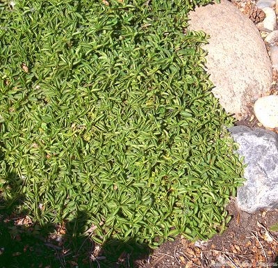 Mounding Marjoram.