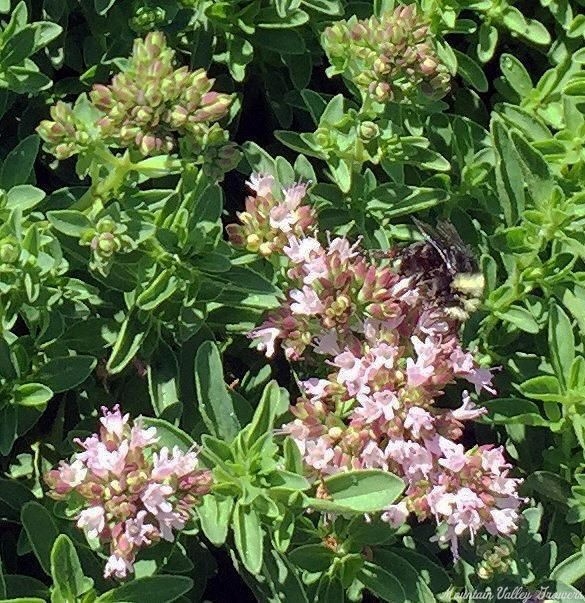 Mounding Marjoram flowers with bee