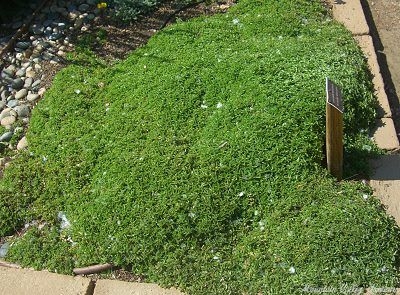 Mounding marjoram spreading across the garden