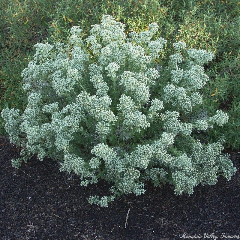 Cretan Oregano in Full Bloom