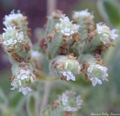 Cretan Oregano Flowers Opened 