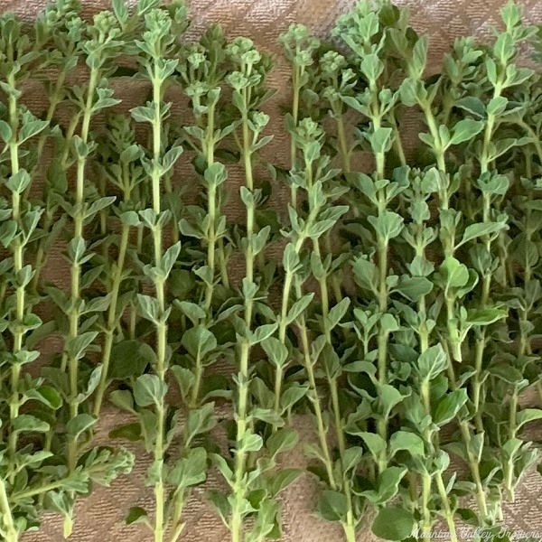 Freshly Cut Stems of Cretan Oregano with Flower Buds