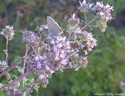 Dwarf Pink Oregano Flowers and Butterfly