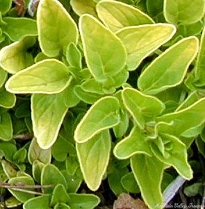 Creeping Golden Marjoram