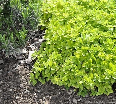 Creeping Golden Marjoram in spring