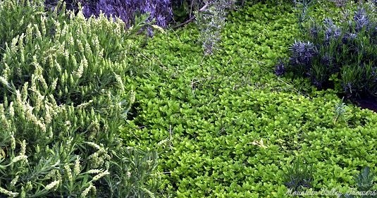 A river of Creeping Golden Marjoram