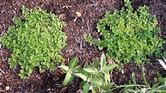 Creeping Golden Marjorm spreading happily. 