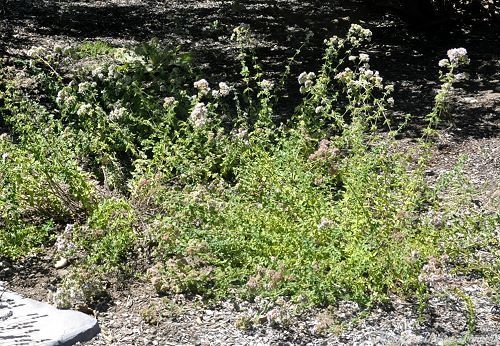 Creeping Oregano in flower