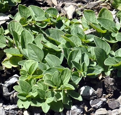 Beautiful vibrant green leaves of Creeping Oregano