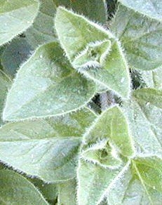 Greek Oregano Close Up