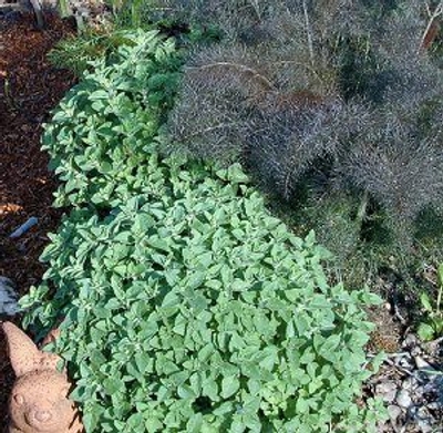 Greek Oregano is included in the Kitchen Herb Garden