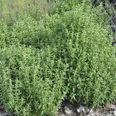 Italian Oregano in the spring