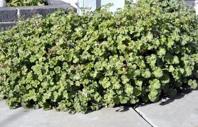 Pelargonium Nutmeg Scented Geranium image
