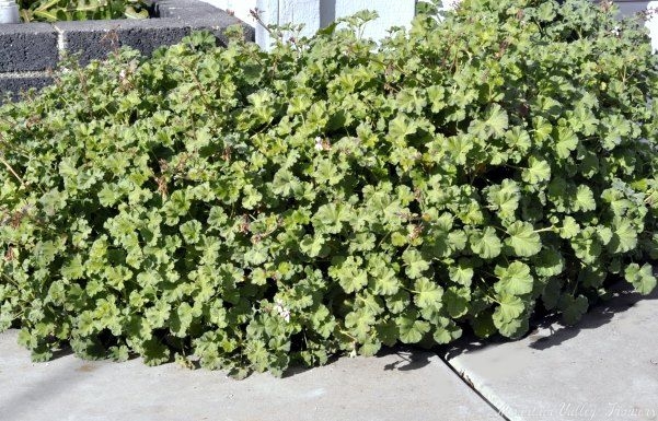 Nutmeg Scented Geranium fills a planter.