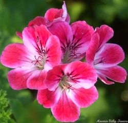 Apricot Scented Geranium Flower Cluster