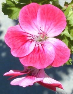 Apricot Scented Geranium