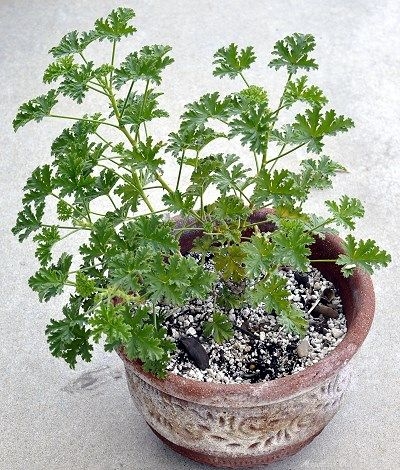 Apricot Scented Geranium in a pot.