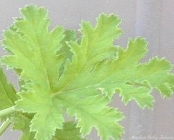 Apricot Scented Geranium Leaf