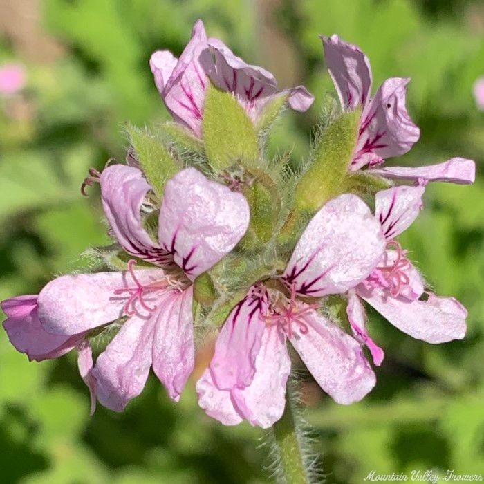 Attar of Rose Scented Geranium flowers