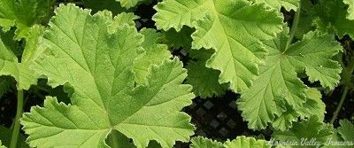 Attar of Rose Scented Geranium