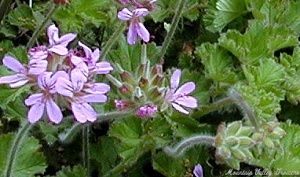 True Capitatum Scented Geranium Flowers