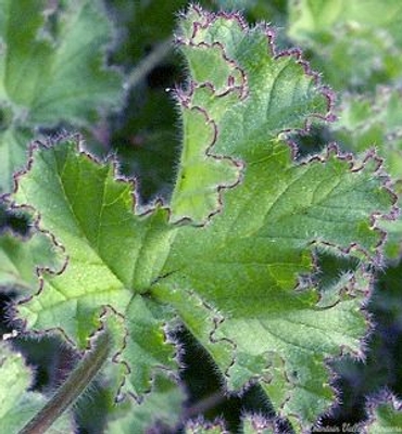 Pelargonium capitatum True Capitatum Geranium image