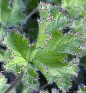 True Capitatum Scented Geranium leaves have a dark purple edge.