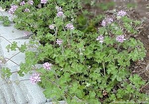 True Capitatum Scented Geranium Plants cascade over wall.