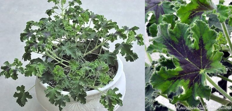 Chocolate Mint Scented Geranium in a container.