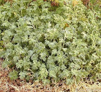 Chocolate Mint Scented Geranium in Winter