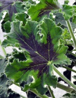 Chocolate Mint Scented Geranium leaf close up.