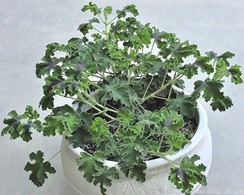 Chocolate Mint Scented Geranium in a large pot.