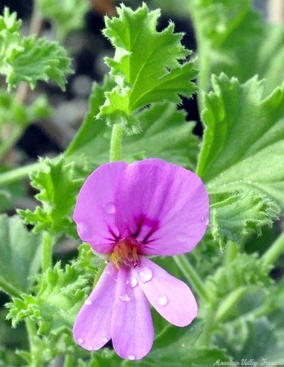 Cinnamon Scented Geranium Flower