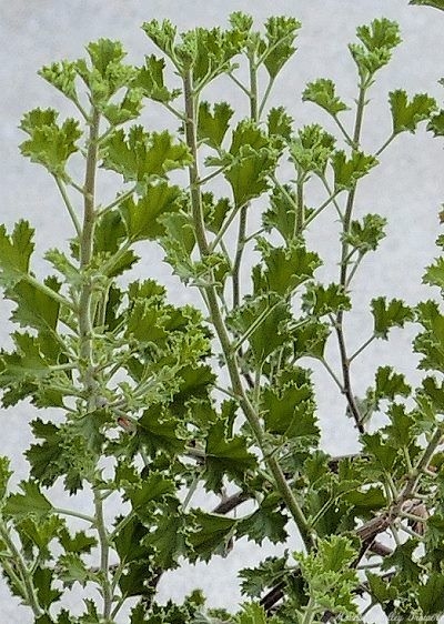 Cinnamon Geranium is one of the more frost tender scented geraniums.