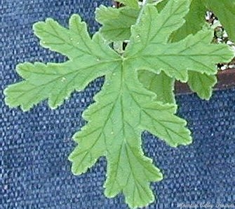 The Aromatic Leaf of Citrosa Geranium