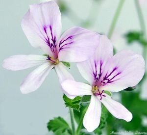 Lemon Scented Geranium Flowers