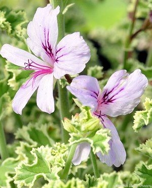 Prince Rupert Scented Geranium