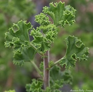 Lemon Crispum Scented Geranium leaves.