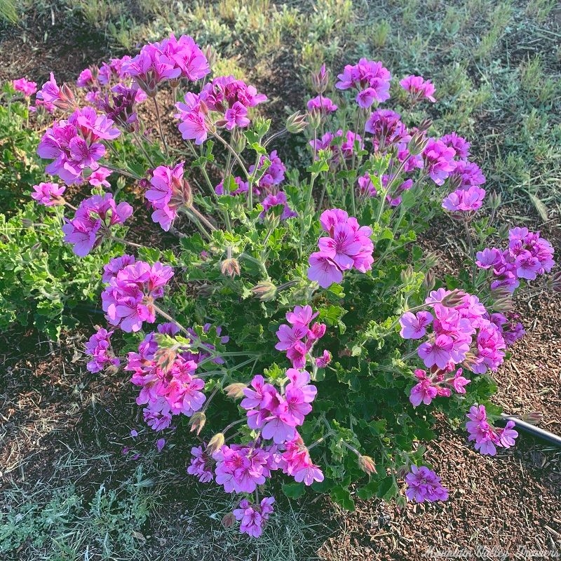 Ginger Scented Geranium in full bloom.