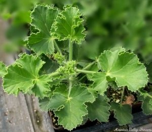 Ginger Scented Geranium in a 3 inch pot.