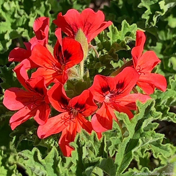 Red Flowered Mrs.Taylor Scented Geranium