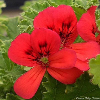 Mrs. Taylor Scented Geranium Flowers