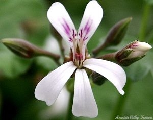 Nutmeg Scented Geranium flower