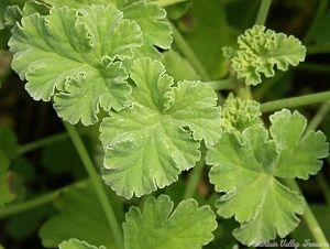 Soft waxy leaves of the Nutmeg Scented Geranium