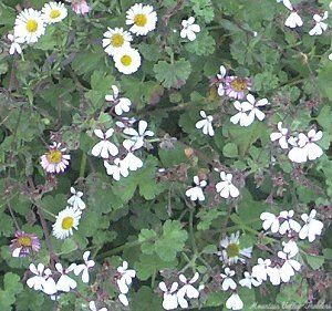 Chocolate Scented Daisy with Nutmeg Geranium