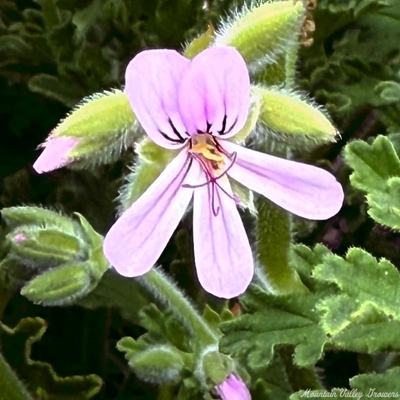 Pelargonium Old Fashioned Rose Scented Geranium Old Fashioned Rose Scented Geranium image