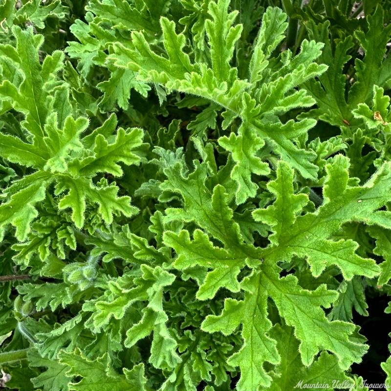 Old Fashioned Rose Scented Geranium leaves