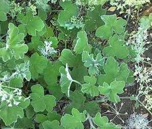 Peppermint Scented Geranium as a Ground Cover