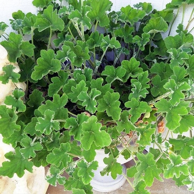Pelargonium tomentosum Peppermint Scented Geranium image